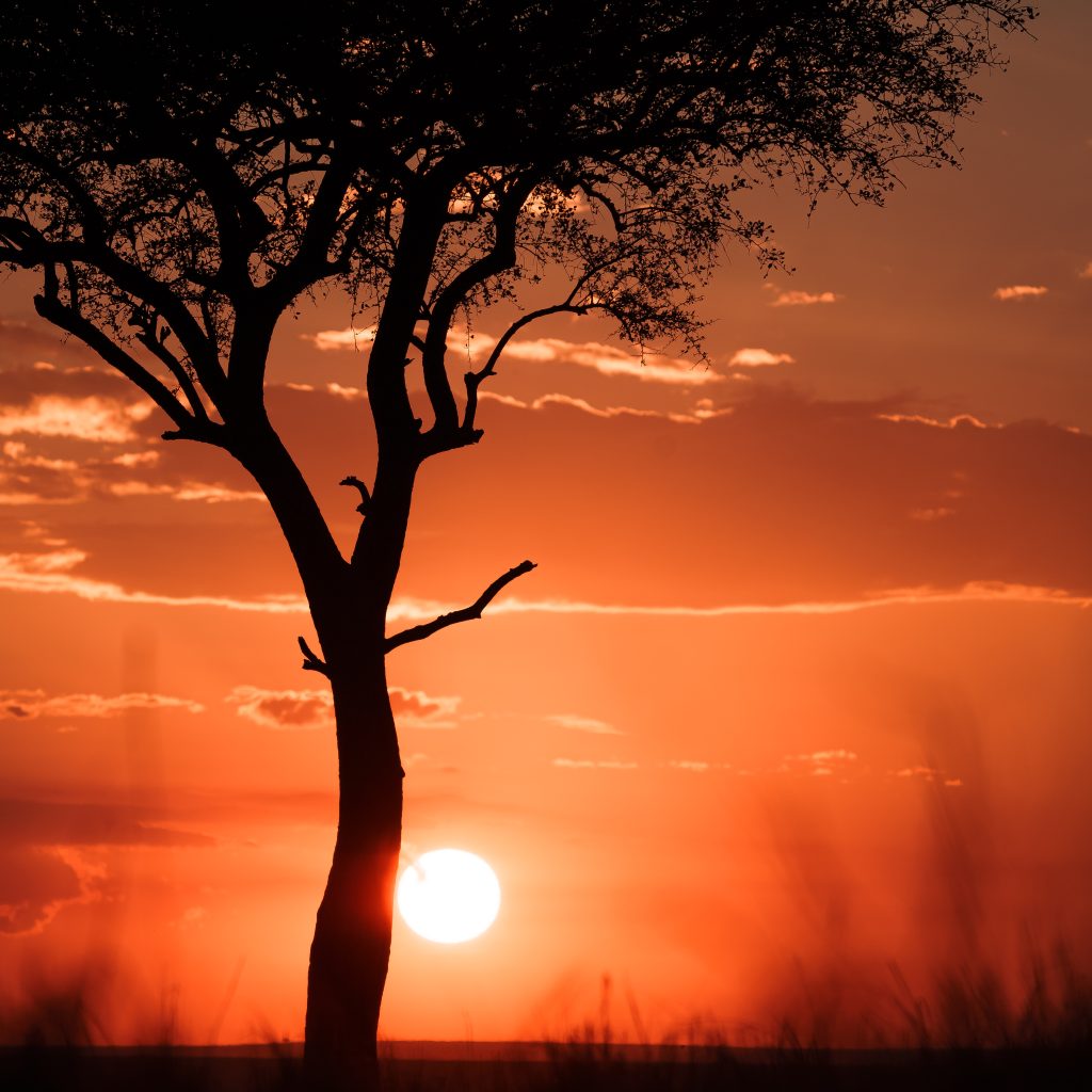 fotografia profesional golden hour en parque amboseli