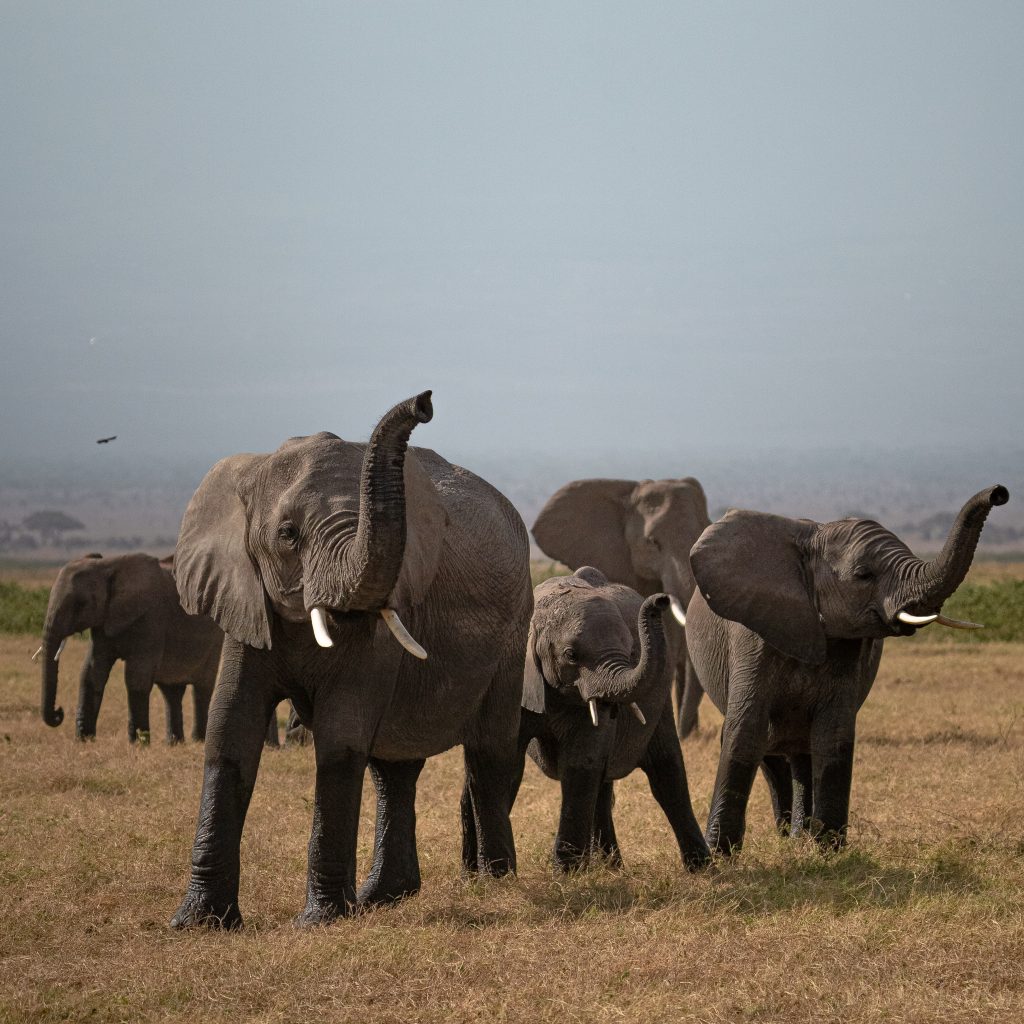 fotografia de naturaleza en kenia Masai mara