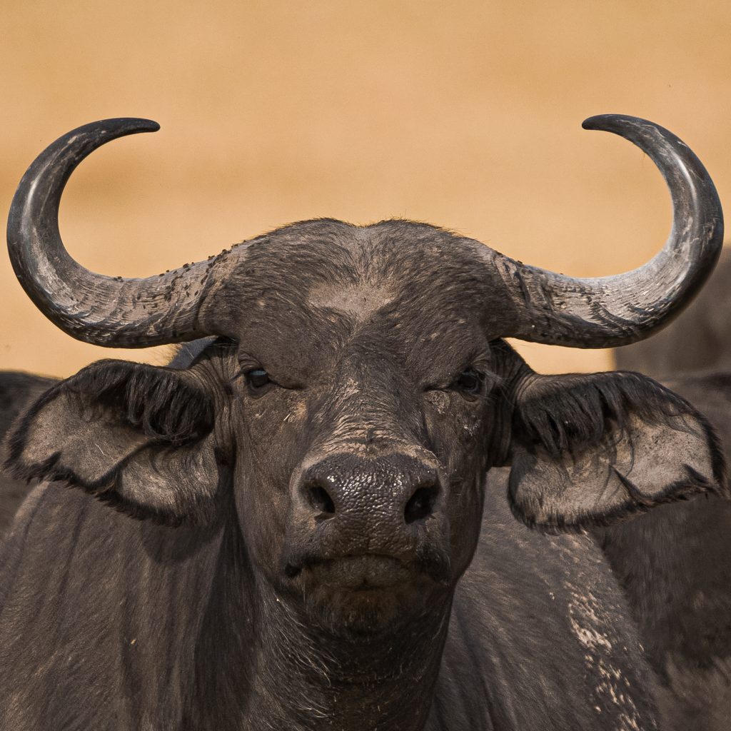 Fotógrafos durante el safari fotográfico guiado por Matias Cernadas en Kenia