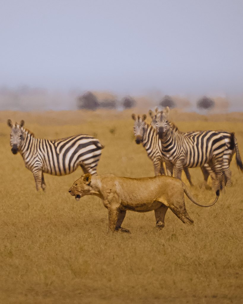 Leona descansando en la sabana del Masai Mara, safari fotográfico en Kenia con matias cernadas