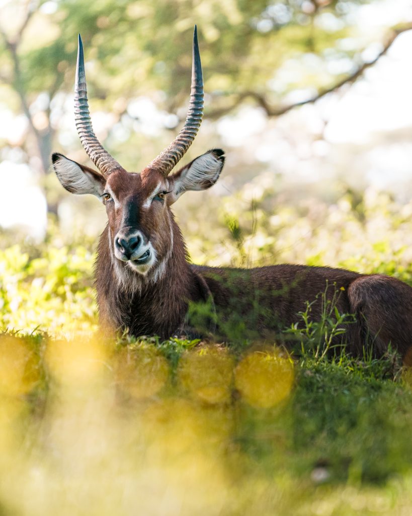 safari en kenia en reserva natural a pie