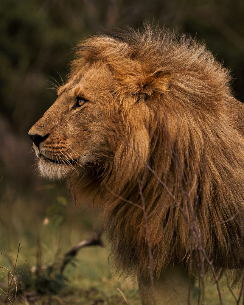 safari para fotógrafos todo incluido en kenia