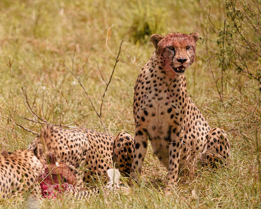 fotografo de viajes organiza safari fotográfico en kenia con guia local